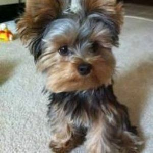 Meet your Posher, Cece